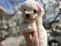 Kar topu beyaz bichon frise bebekler