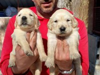 Golden Retriever Yavrularım