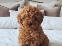Tuvalet Eğitimli Toy Poodle