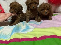 Toy poodle yavrularımız