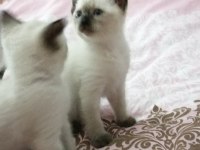 2 dişi ve 2 erkek sağlıklı eğitimli siyam kedisi yavrular