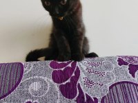 Siyah Erkek Scottish Fold