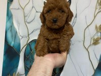 İlk sağlık taramalarından geçen poodle bebekler