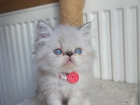 SAFKAN İRAN KEDİSİ YAVRULARI