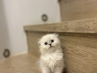 SCOTTISH FOLD LONGHAIR YAVRULARIM 