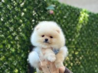 Show Kalite Pomeranian Boo Yavruları