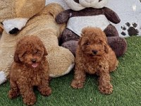 A kalite toy poodle bebeklerim