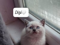 Topkafa A Kalite Yavrular Mama Ve Kum Karşılığı Kedimiz