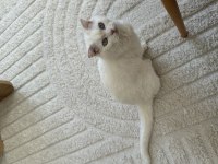 Bembeyaz Scottish fold dişi kedi yuva arıyor