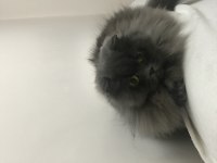 Scottish fold longhair sahiplendirme ilanı