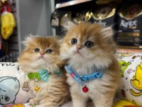 Nadi̇r Bulunan Kali̇te A British Longhair