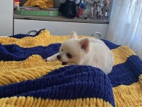 7 Aylık Erkek Pomeranian