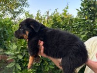 Antalya rottweiler