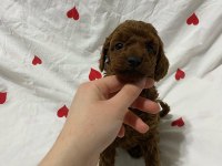 Toy poodle bebekler teslime hazır