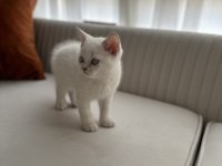 SAFKAN BRITISH BLUE POINTLER UYGIN FIYATA SAHIPLENDIRILECEK