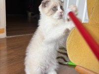 Satılık Scottish Fold Yavrusu