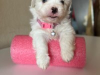 0 BOY MİNİ MALTESE TERRİER BEBEKLER