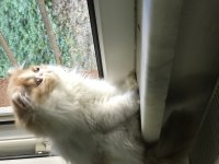 3 TANE ERKEK YAVRU 1 TANE DİŞİ Persian ailesi