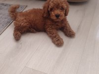 Secereli Red Brown Kore Poodle Yavruları