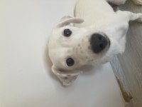 Yavru jack russell terrier