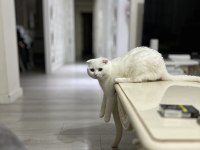 Scottish fold oğlum lucasa eşleşebileceği dişi arıyorum