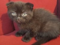 İzmir üçyol scottish fold kedilerim