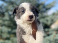 Petmode köpek çiftliğinden borde collie yavrular