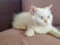 Minik Şaşkın İran Kedisi