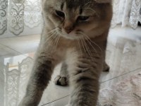 Kedimiz Badem Yuvasını Arıyor