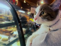 Muffin yuva arıyor tekir