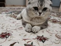 4 yaşında eğitimli kedimiz