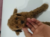 Mini boy toy poodle Kore bebeklerim teslime hazır
