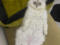 British Longhair blue point