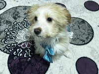 MALTİPOO YAVRUMUZ LATTEYE YUVA ARIYORUZ