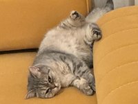 British shorthair Ankara ve çevresi ücretsiz sahiplendirme