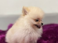IRK GARANTILI TEA CUP POMERANİAN