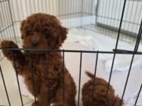 Ev Ortamında Efsane Poodle Yavrularımız