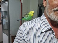 Konuşan MUHABBET Kuşu
