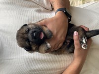 A Kalite Full Şecereli Alman Kurdu Yavrular