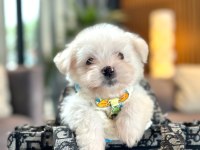 Korea maltese terrier cep boy