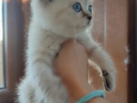 3 aylık british shorthair yavrularımız