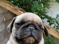 Pug erkek 75 günlük teslime hazır