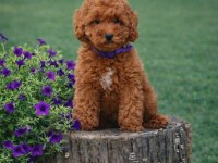 İNANILMAZ GÜZELLİKTE GERÇEK TOY POODLE YAVRULAR