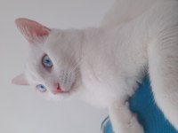 ERKEK VAN KEDİME EŞ ARIYORUM IRK FARKETMEZ