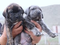 Fcı-Kıf Secereli Safkan Cane Corso Yavrularımız
