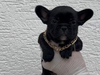 Uygun French Bulldog Yavrularımız