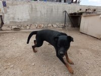 2 yaşında damızlık rottweiler