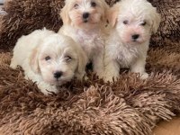 Maltipoo Bebekler