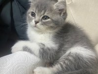 British shorthair yavru kedimiz