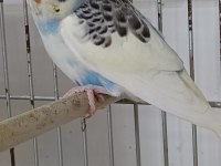 Çıtır çıtır muhabbet kuşlar